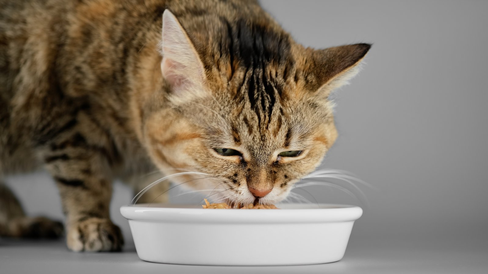 Cat,eats,food,from,a,bowl,,close,up,on,grey