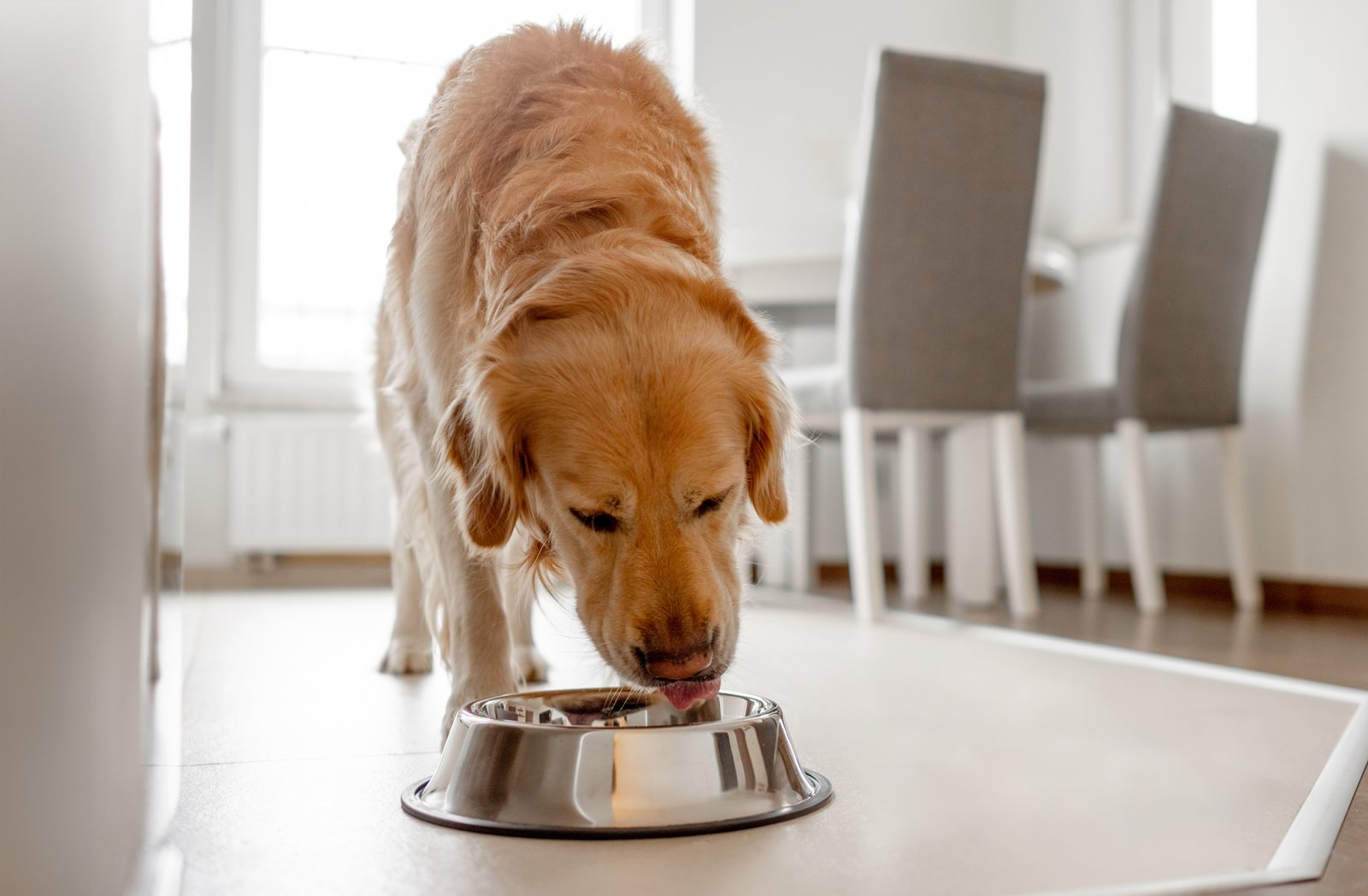 Golden,retriever,dog,eats,from,bowl,in,kitchen,with,bright