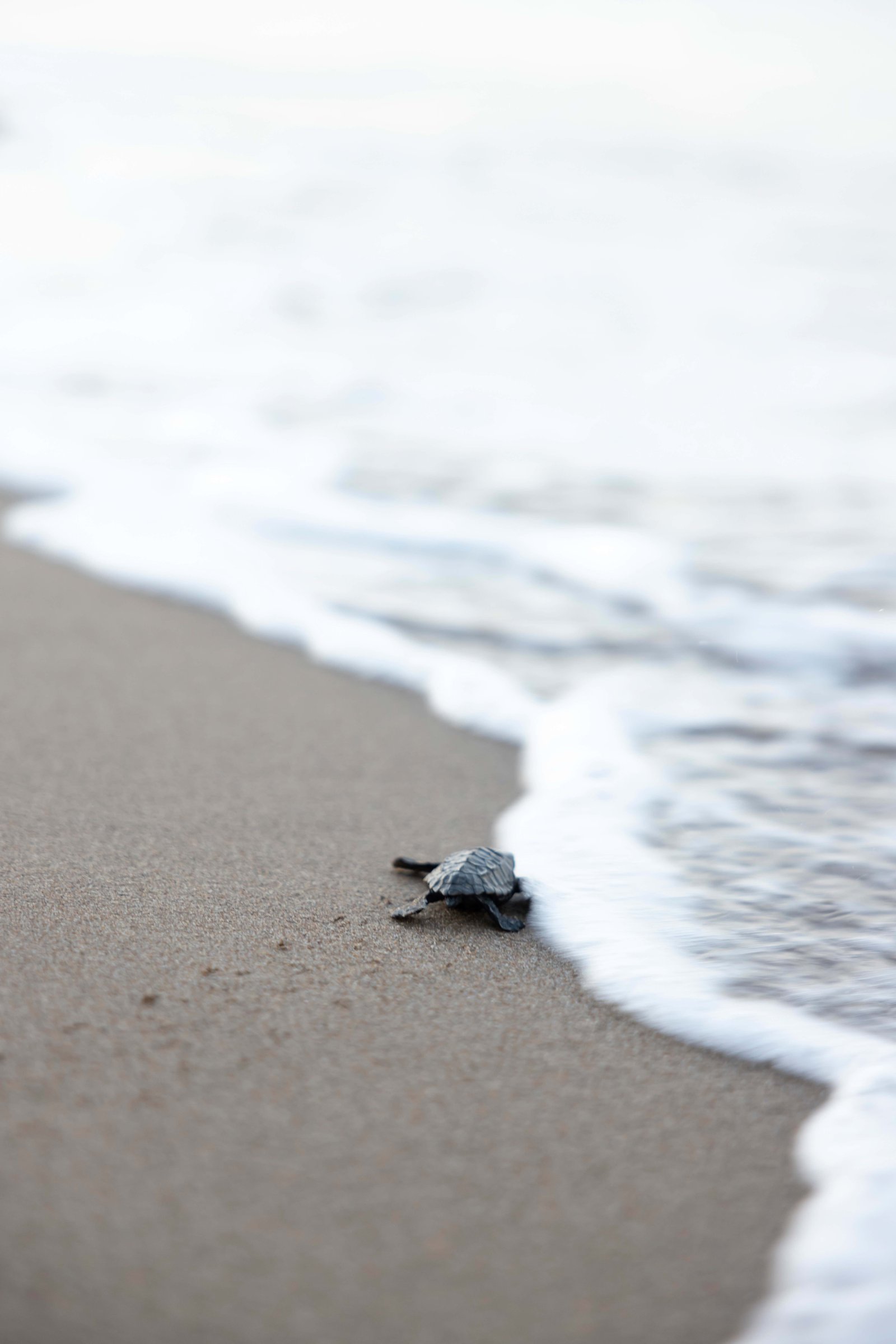 Caretta caretta 1755086379 mavi mg 3758
