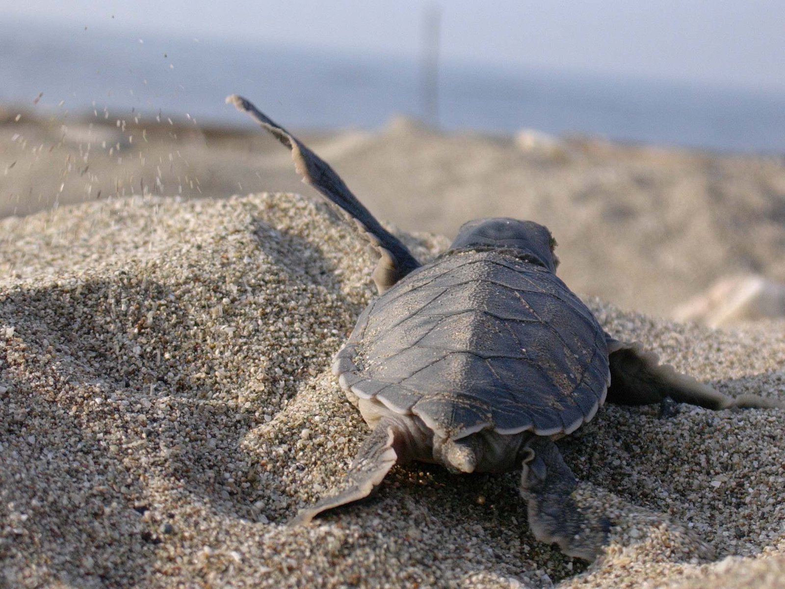 Caretta caretta 1755086381 mavi 1