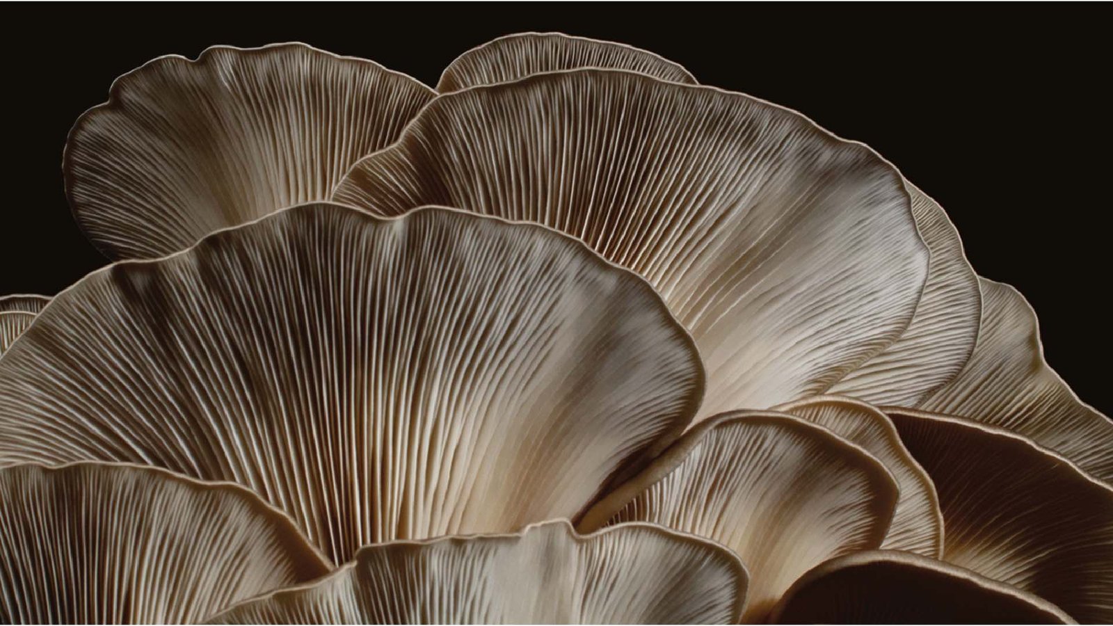 Dyson formülasyon serileriyle saç bakımı 2