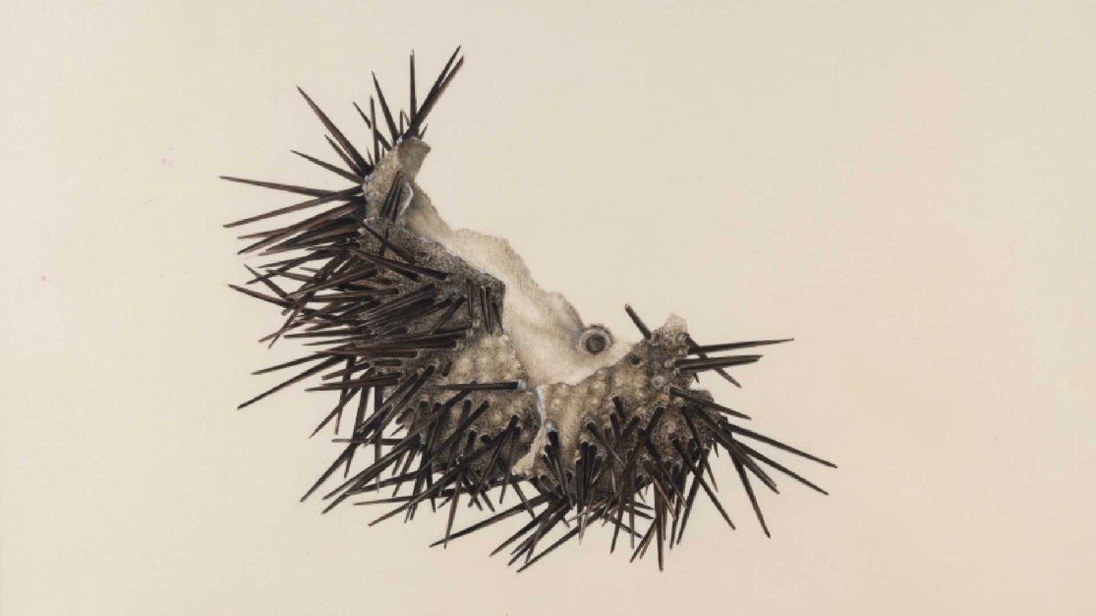 15 OCAK’TA GALERİST